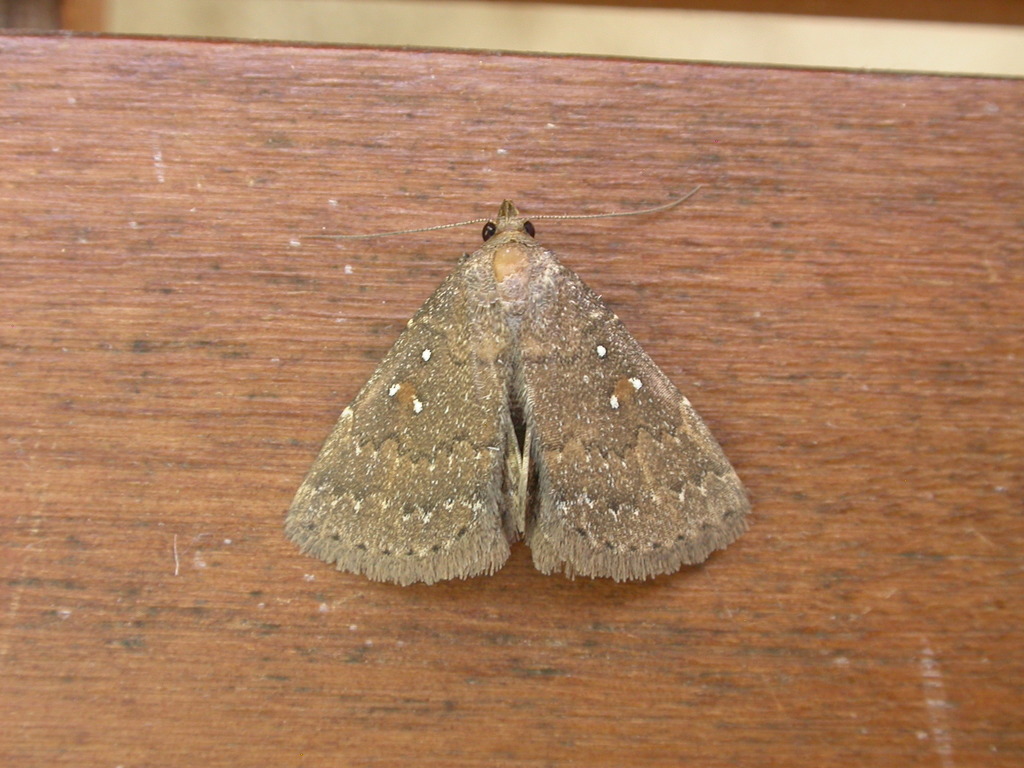 Auchmophanes