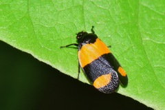 Sphenorhina discors