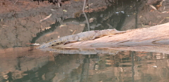 Crocodylus johnstoni