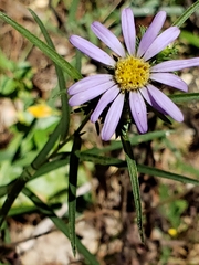 Eurybia hemispherica