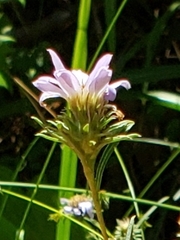Eurybia hemispherica