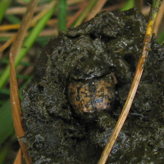 Onthophagus nuchicornis