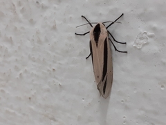 Creatonotos gangis-interrupta agg