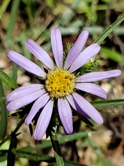 Eurybia hemispherica