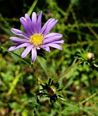 Eurybia hemispherica