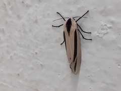 Creatonotos gangis-interrupta agg