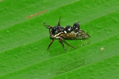 Heteronotus