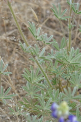 Lupinus subvexus
