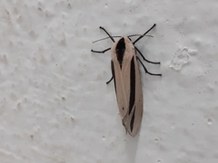 Creatonotos gangis-interrupta agg