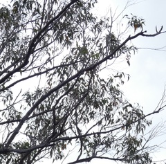 Eucalyptus exserta