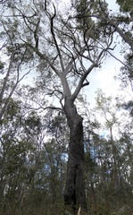 Eucalyptus exserta