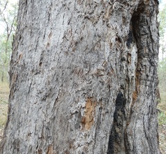Eucalyptus exserta