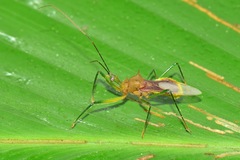 Ploeogaster
