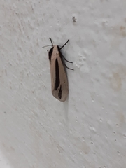 Creatonotos gangis-interrupta agg