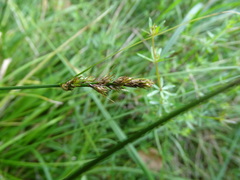Carex spicata