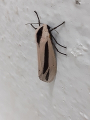 Creatonotos gangis-interrupta agg