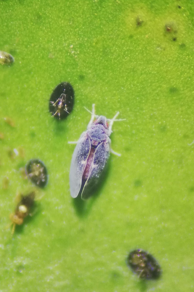 Citrus Black-fly