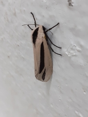 Creatonotos gangis-interrupta agg