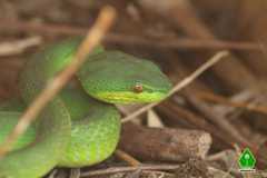 Trimeresurus insularis