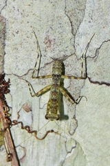 Liturgusidae