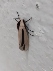 Creatonotos gangis-interrupta agg