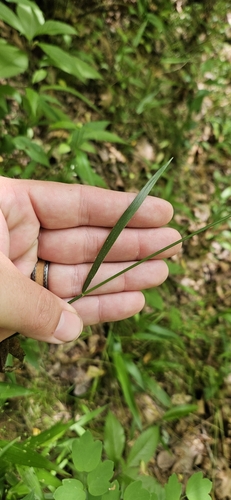 Image of Twoflower Melicgrass (Melica mutica) by (c) Jeff Wilson, some rights reserved (CC BY)