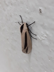 Creatonotos gangis-interrupta agg