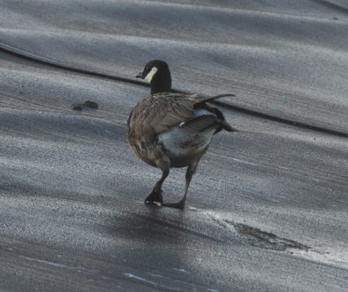 Branta hutchinsii, 2025-04-12