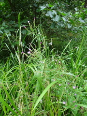 Epilobium palustre