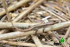 Sphenomorphus melanopogon