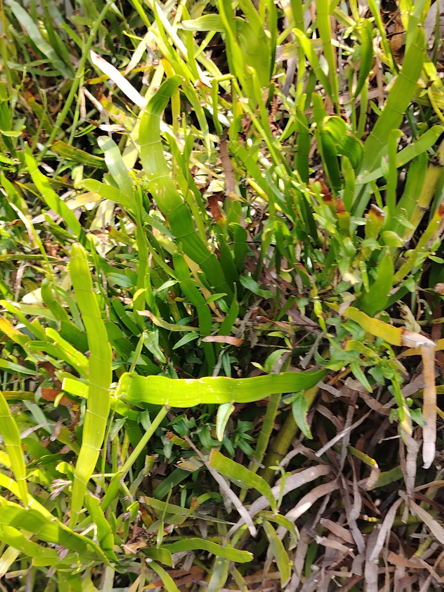 Imagem de Cacto-orquídea