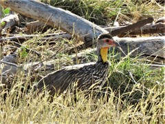Pternistis leucoscepus