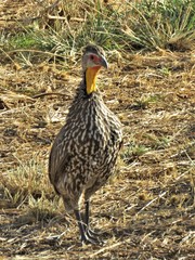 Pternistis leucoscepus
