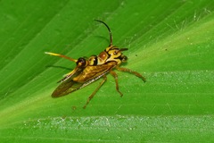 Heteronotus