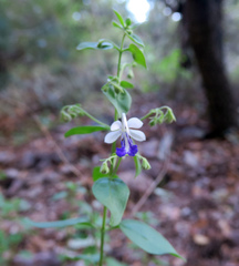 Trichostema arizonicum