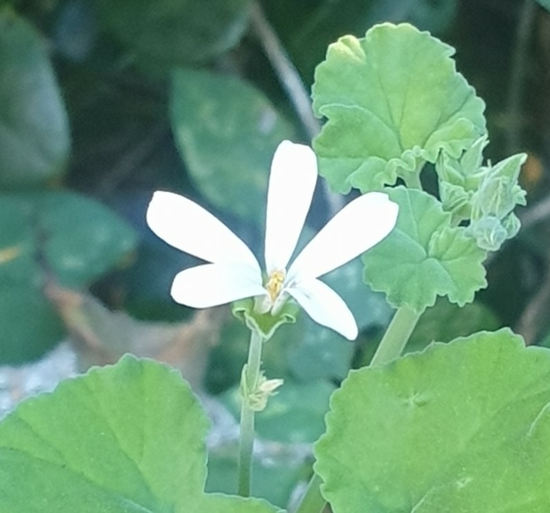 Imagem de Malva-cheirosa