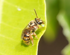 Mellitidia tomentifera