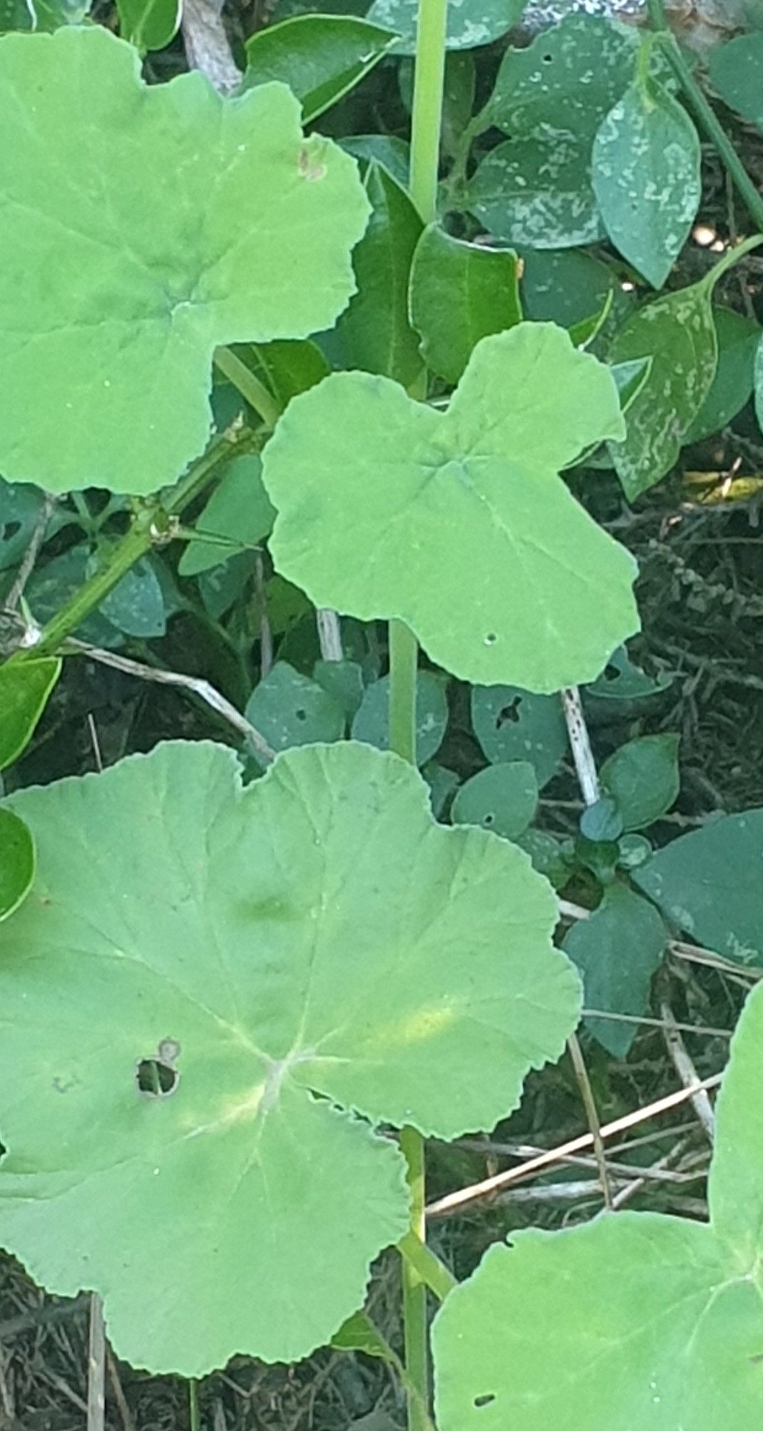 Imagem de Malva-cheirosa