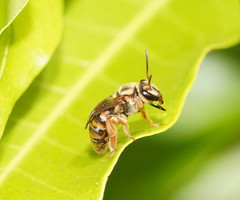 Mellitidia tomentifera