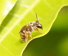 Mellitidia tomentifera