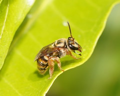 Mellitidia tomentifera