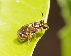 Mellitidia tomentifera