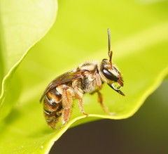 Mellitidia tomentifera