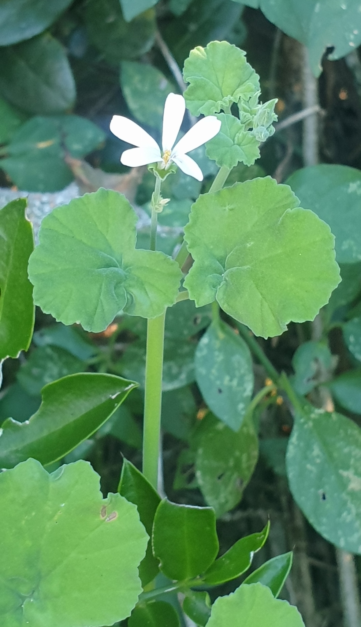 Imagem de Malva-cheirosa