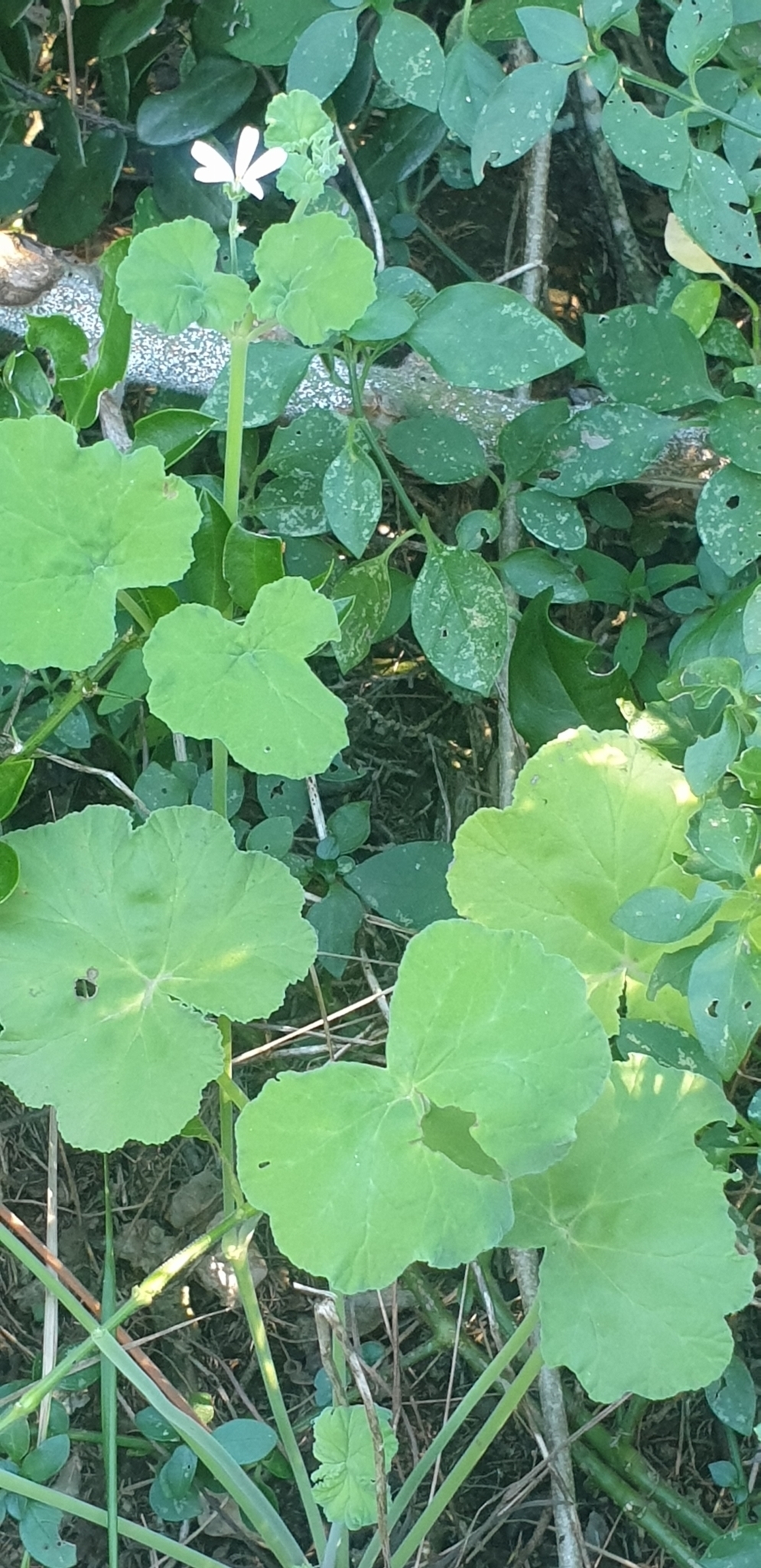 Imagem de Malva-cheirosa