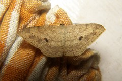 Luxiaria tephrosaria