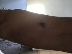 Otiorhynchus sulcatus