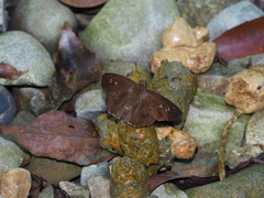 Seseria formosana