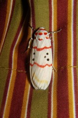 Cyana bellissima