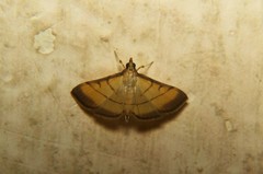 Cnaphalocrocis